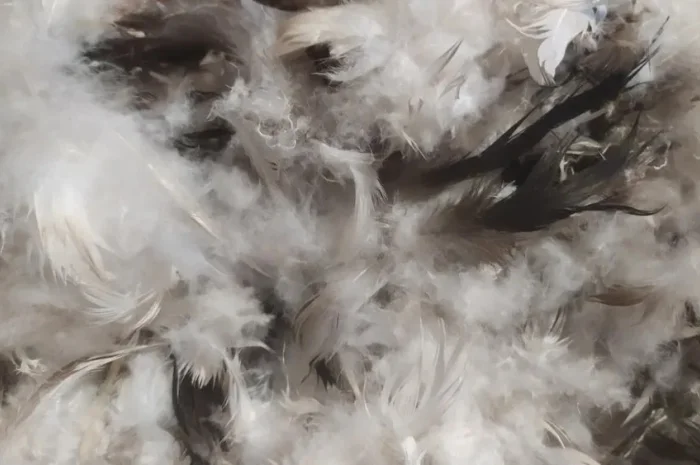 Пух-перо утиное и гусиное- фото № 1