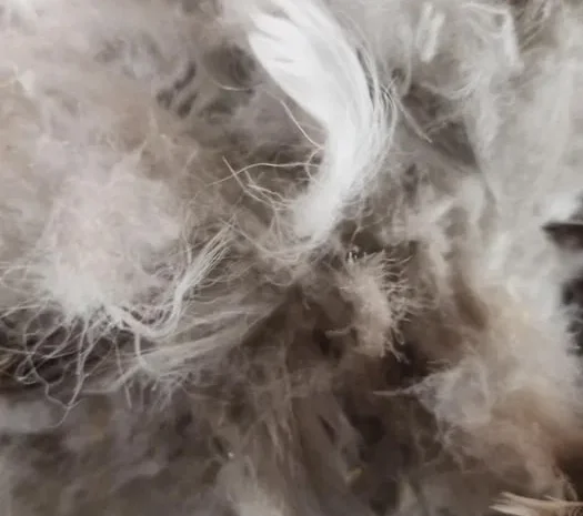 Гусиный пух (перья)- фото № 1