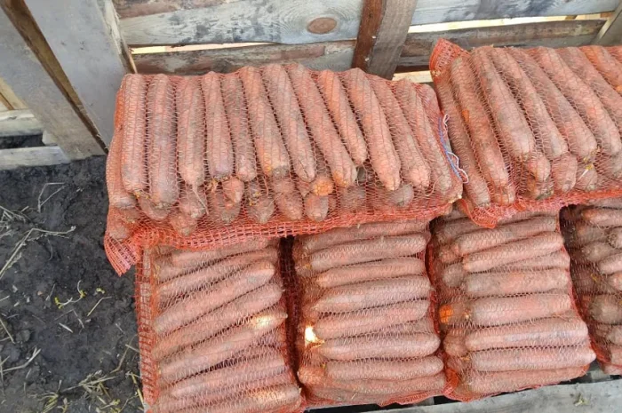 Продам гарну моркву на переробку- фото № 1