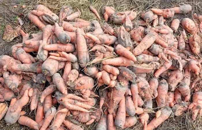 Картопля кормова, морква кормова на переробку- фото № 1