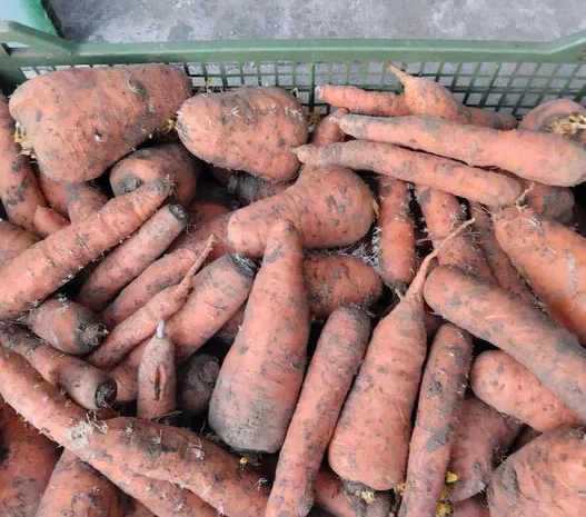 МОРКВА на переробку БУРЯК КАРТОПЛЯ- фото № 1