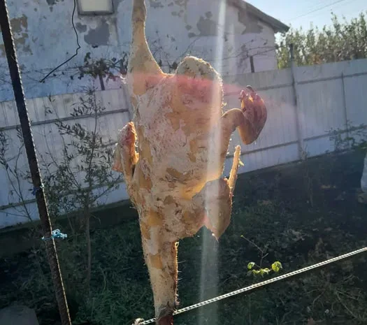 Продам мясо утки домашняя без гмо- фото № 1