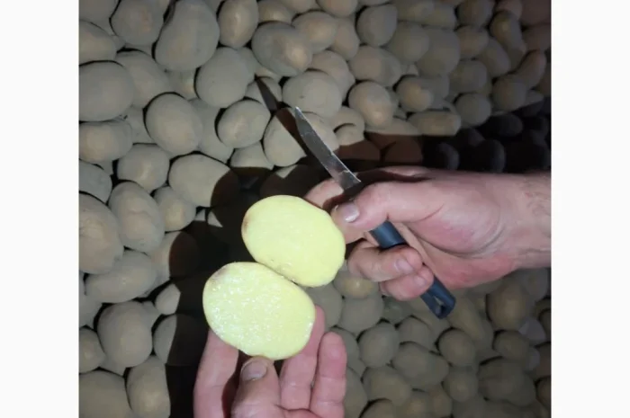 Продам картофель оптом- фото № 1