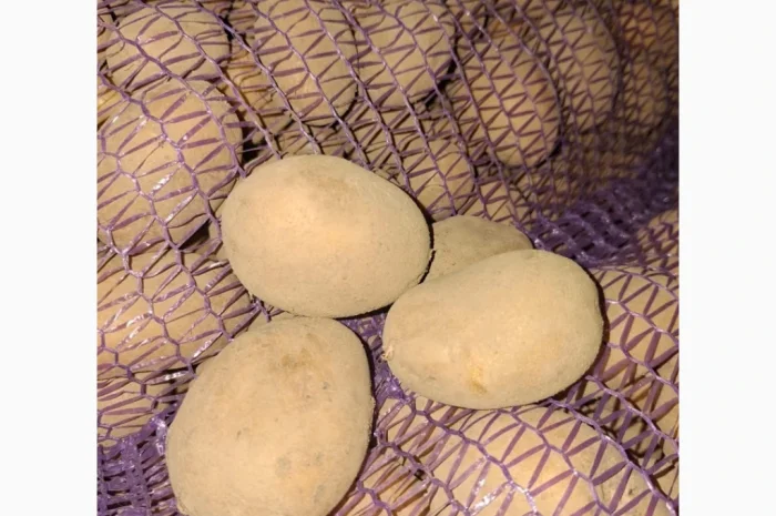 Продам картофель оптом- фото № 2