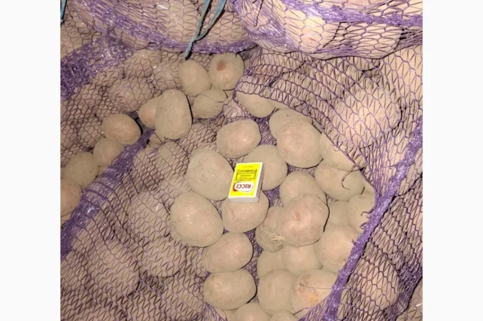 Продам картофель оптом- фото № 3