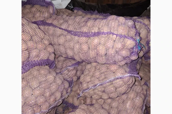 Продам картофель оптом- фото № 4