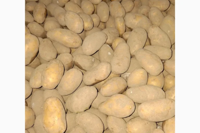 Продам картофель оптом- фото № 5