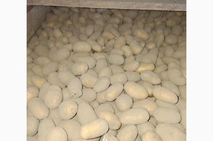 Продам картофель оптом- фото № 6