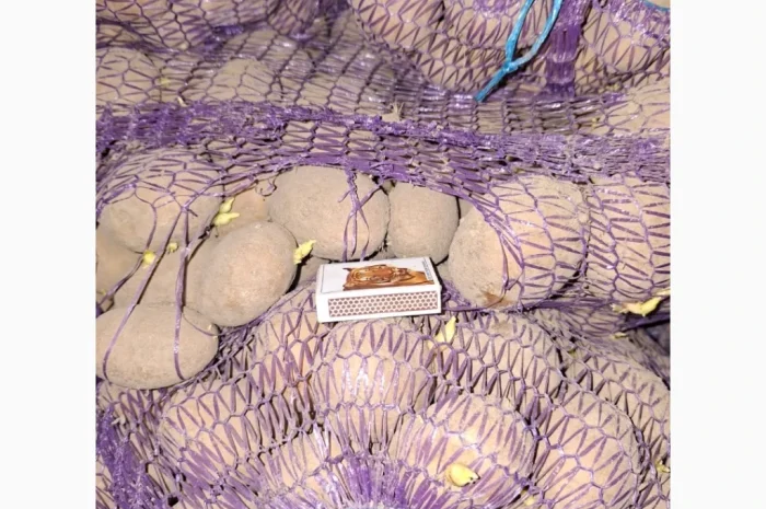 Продам картофель оптом- фото № 7