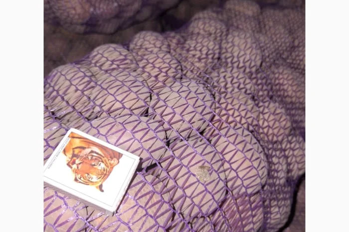 Продам картофель оптом- фото № 8