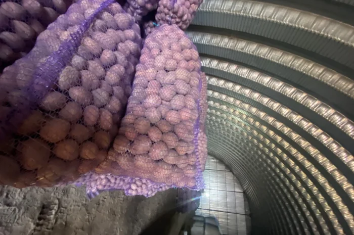 Продам посадочний картоплю сорт Белароса- фото № 1