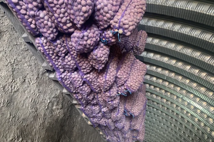 Продам посадочний картоплю сорт Белароса- фото № 2