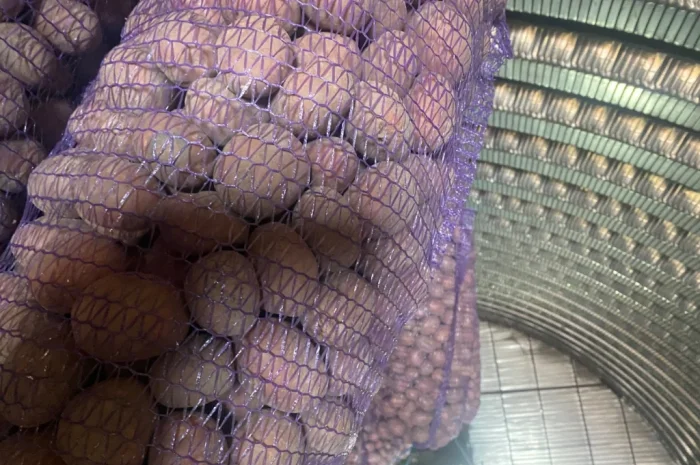 Продам посадочний картоплю сорт Белароса- фото № 3