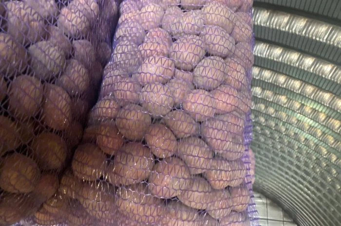 Продам посадочний картоплю сорт Белароса- фото № 4