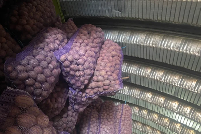 Продам посадочний картоплю сорт Белароса- фото № 5