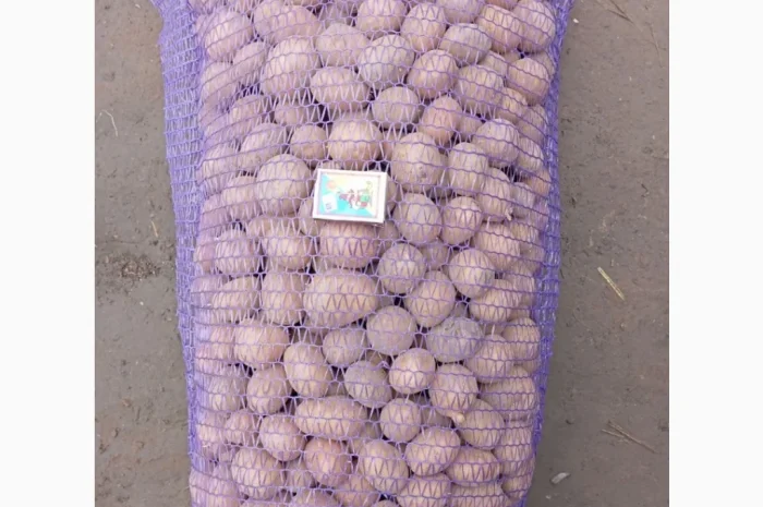 Продам мілку посадку Мелоді- фото № 1