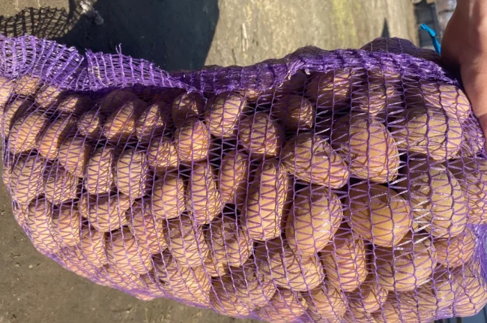 Продам мілку посадку Мелоді- фото № 3