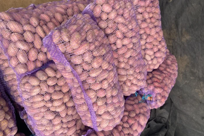 Продам посадкову картоплю Есмі- фото № 1