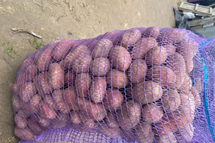 Продам посадкову картоплю Есмі- фото № 2