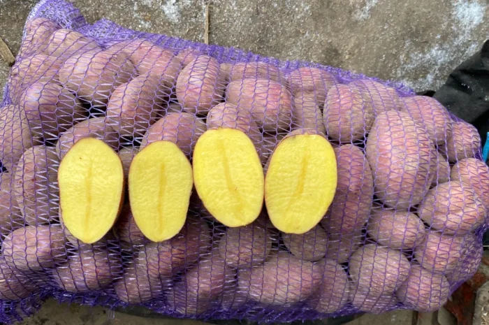 Продам посадкову картоплю Есмі- фото № 5