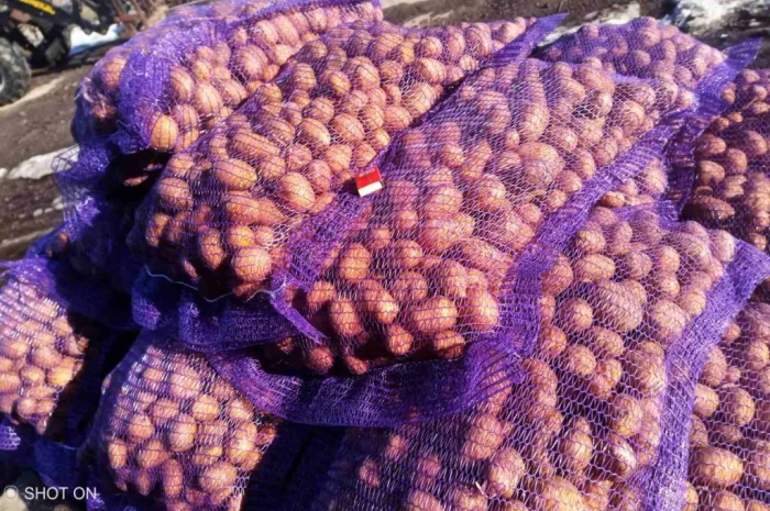 Продам картошу- фото № 3