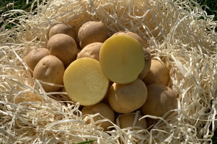 Продам насіннєву картоплю сорт Скарбниця (1 репродукція)- фото № 1