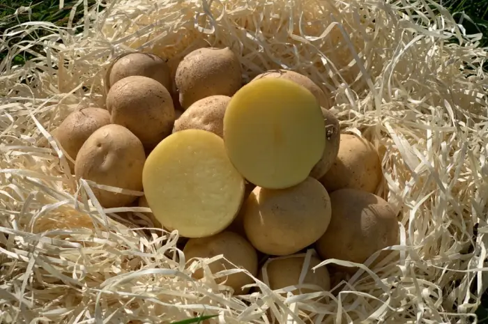 Продам насіннєву картоплю сорт Скарбниця (1 репродукція)- фото № 1