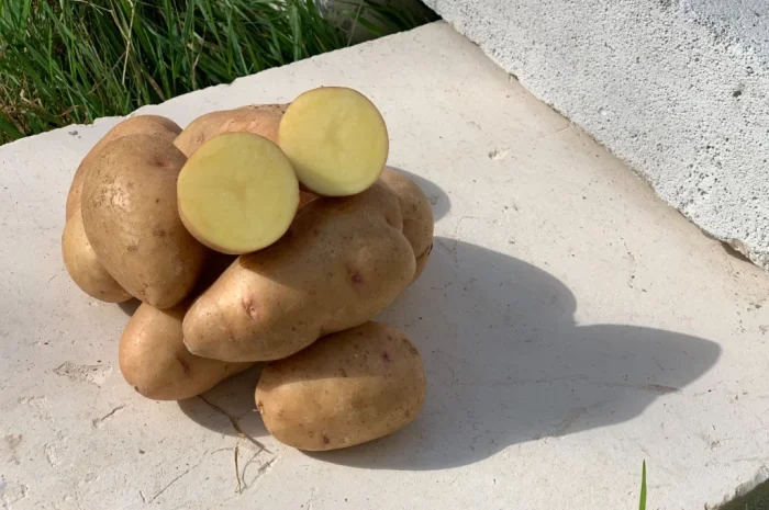 Продам семенной картофель сорт Княгиня (1 репродукция)- фото № 1