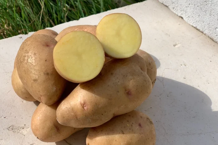 Картофель товарный сорта Княгиня оптом- фото № 1
