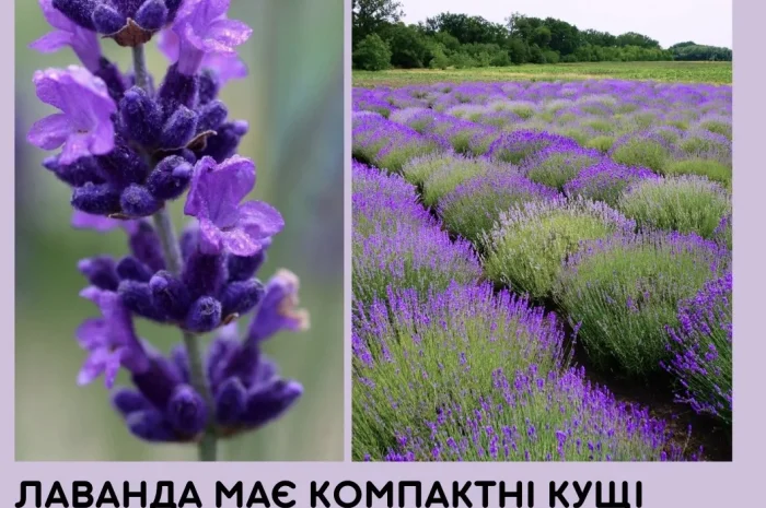 Саджанці лаванди- фото № 1