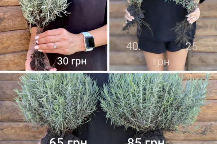 Саджанці лаванди- фото № 2