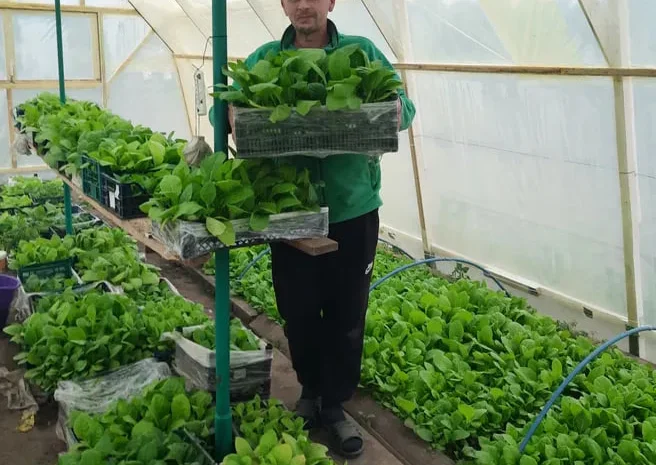 Рассада табака ,махорки- фото № 1