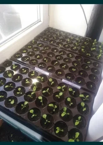 Семена табака. Семена табака. Разные сорта- фото № 1