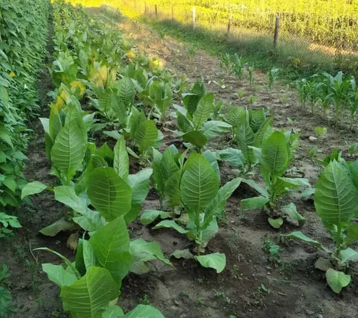 Насіння тютюну вірджинія гавана- фото № 1