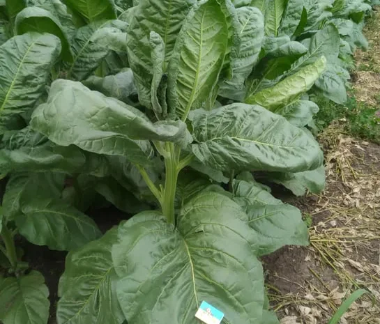 Семена махорки и табака.- фото № 1