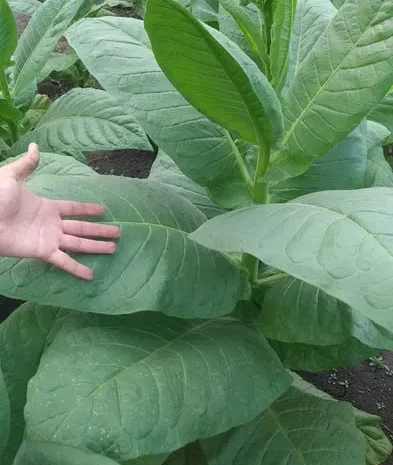 Продам семена табака ДЮБЕК- фото № 1