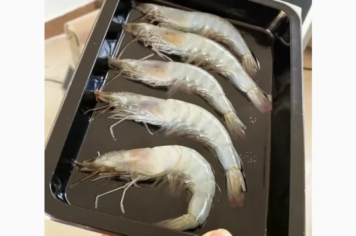 Зварювач лотків (вакуумний трейсилер) STvega Tray Sealer L331- фото № 7