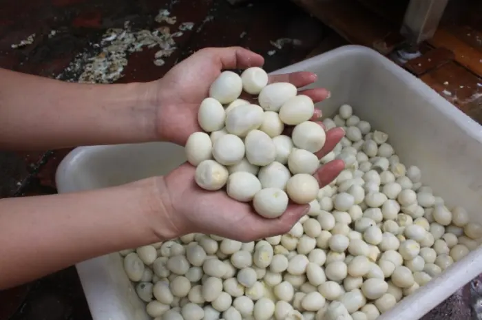 Машина промислова для очищення перепелиних яєць (яйцечистка) STvega Qual Egg Peeler F1000- фото № 5