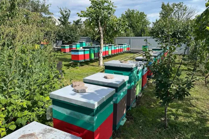 Пчелопакеты карника ф1 матки 2025- фото № 1