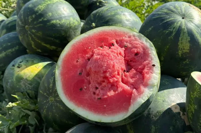 Продам кавун Саніара(безкісточковий)Луїзітана опт- фото № 1