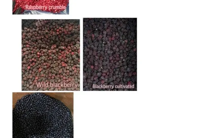 ROKYTNE BERRY- фото № 2