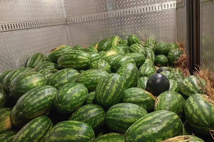 Продам кавун з поля- фото № 1