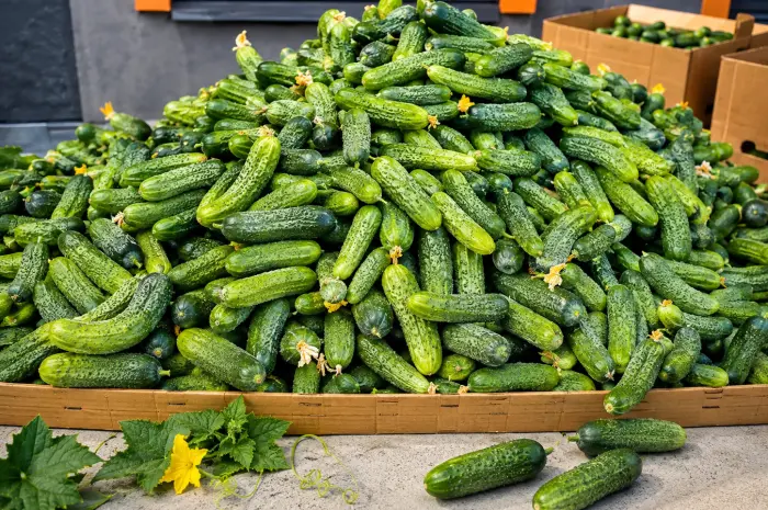 Продам польові огірки несорт — 25 грн/кг- фото № 1