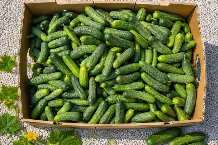 Продам польові огірки несорт — 25 грн/кг- фото № 4