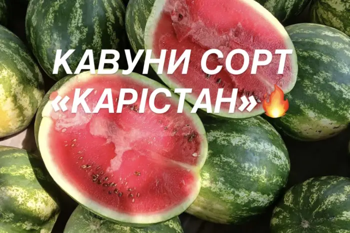 Солодкі та соковиті кавуни сорту «КАРІСТАН»- фото № 1