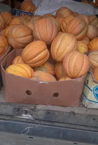Продам насіння дині ефіопка- фото № 1