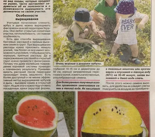 Насіння помідор, кабачків, перців, динь, кавунів- фото № 1
