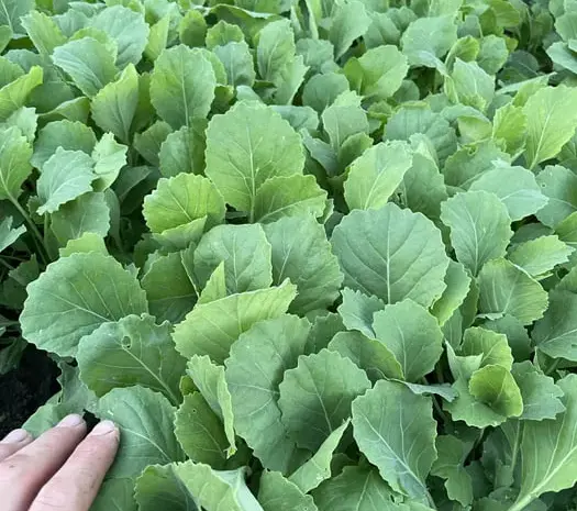 Продам розсаду капусти- фото № 1
