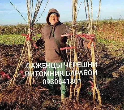 Саженцы Яблони, Груши, Айвы. ОПТ, Розница.- фото № 1