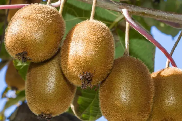 Киви Дженни (Actinidia deliciosa Jenny)- фото № 1